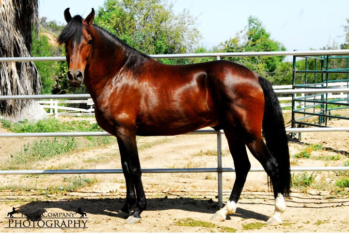 Peruvian Paso